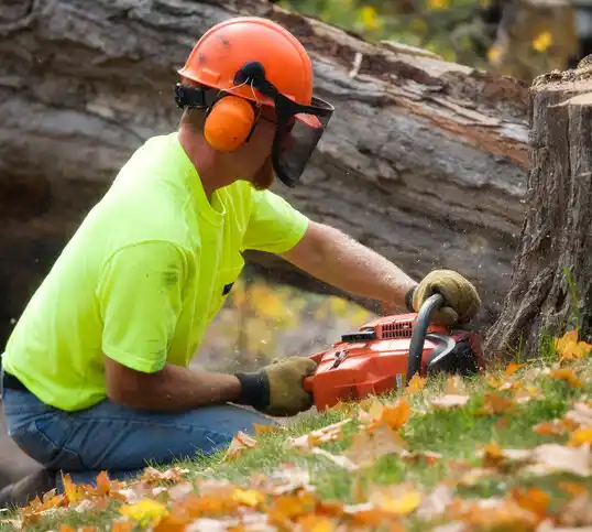 tree services Island Heights